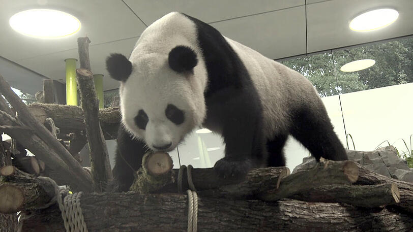 Nachdem die Eingewöhnung in ihren Stall in den letzten 48 Stunden sehr gut geklappt hat, haben die Bären nun einen weiteren Teil der geräumigen Panda-Villa in Beschlag genommen.