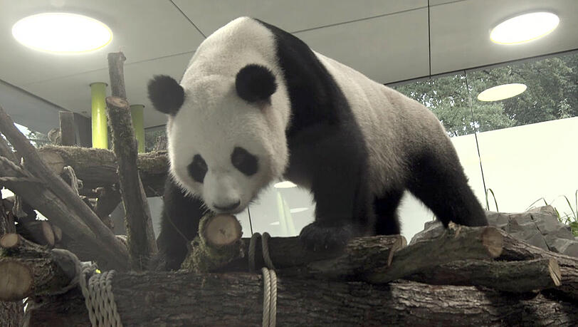 Nachdem die Eingewöhnung in ihren Stall in den letzten 48 Stunden sehr gut geklappt hat, haben die Bären nun einen weiteren Teil der geräumigen Panda-Villa in Beschlag genommen. Nachdem die Eingewöhnung in ihren Stall in den letzten 48 Stunden sehr gut geklappt hat, haben die Bären nun einen weiteren Teil der geräumigen Panda-Villa in Beschlag genommen.
