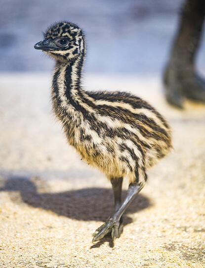 Einfach hübsch: Das Emu-Küken.