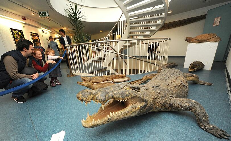Krokodile. Über 25.000 Exponate präsentierte die Zoologische Staatssammlung am Samstag bei ihrem Tag der Offenen Tür. Die Bilder.