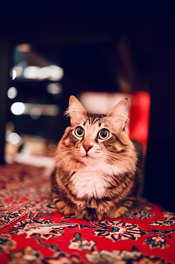 Gilbert