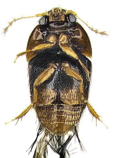 Ebenfalls winzig ist der Käfer Phytotelmatrichis osopaddington, den Forscher in Peru entdeckten und nach dem Bilderbuch-Bär Paddington benannten. Ungefähr 25 dieser Käfer, die in Wasseransammlungen bei Bäumen leben, wären zusammen nur rund 2,5 Zentimeter lang.