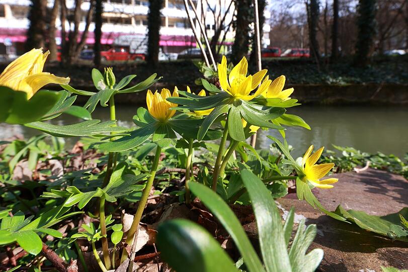 Endlich Frühling – das Ufer am Westermühlbach blüht richtig auf.