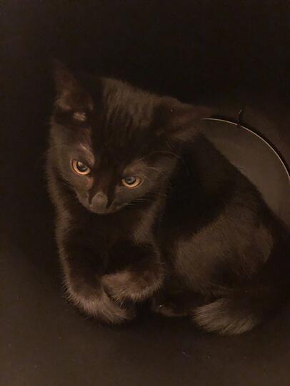 Mia
