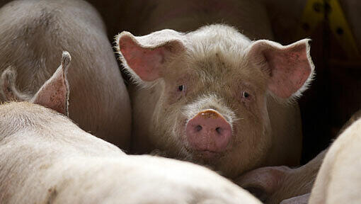 Insgesamt hatte der Transporter 190 Schweine geladen. (Symbolbild) Insgesamt hatte der Transporter 190 Schweine geladen. (Symbolbild)