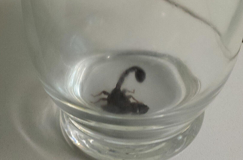 Nach dem exotischen Fund in Laim wird ein neues Zuhause für den kleinen Scorpion-King gesucht.