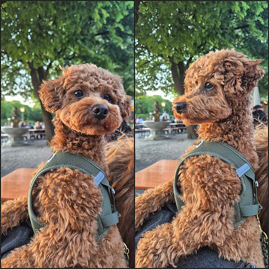 Nala: Mein Hund ist die Beste weil sie mega witzig ist, oft denkt sie ist ein Erdmänchen geboren in einem hundekörper. Sie mir jeden Tag eine Freude macht wenn wir gemeinsam aufstehen.