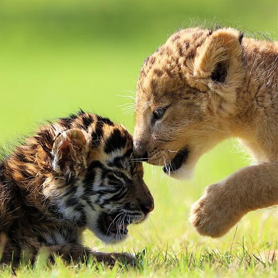 Die beiden kleinen Raubkatzen im japanischen Safari-Zoo