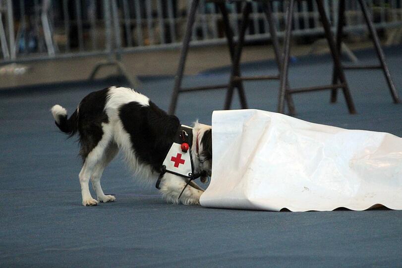 Die Rettungshunde vom Roten Kreuz zeigen stolz, was sie können.