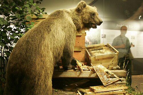 Brunos Fell ist mittlerweile im Museum zu bewundern.