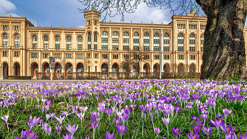 Frühlingsboten: Blühende Krokusse an der Maximilianstraße in München. Frühlingsboten: Blühende Krokusse an der Maximilianstraße in München.