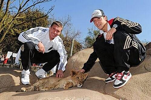 Entspannung vor der Partie gegen England: Beim Besuch des DFB-Teams im &bdquo;Lion Park&ldquo; in Lanseria streicheln Lukas Podolski (l.) und Mesut Özil, der da noch nichts vom Tod seiner Oma wusste, ein Löwen-Baby.
