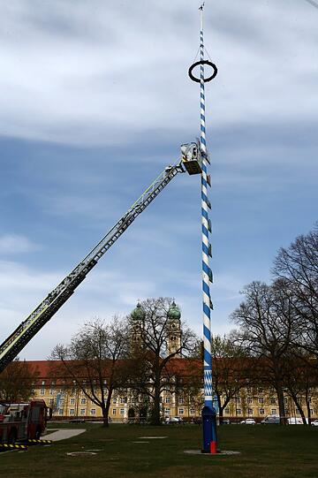 Der Baum noch mit hoher Spitze.