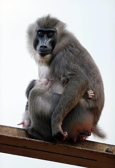 Bilder vom neuen Drill-Baby im Tierpark Hellabrunn