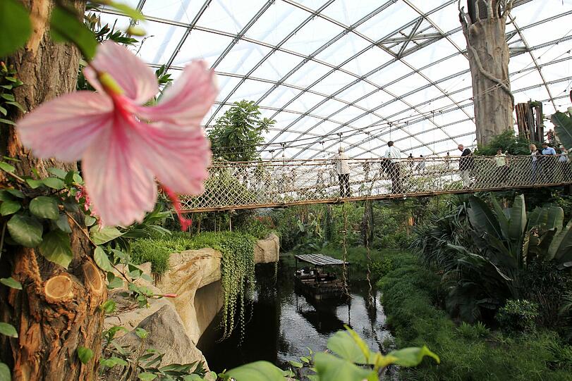 Auf Hängebrücken spazieren Besucher durch die Tropenhalle Gondwanaland in Leipzig.