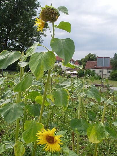 Bienenweide bei Schloss Blutenburg