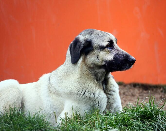 "Pascha", ein elf Jahre alter Kangal-Rüde, gehörte zu den &bdquo;Problemhunden&ldquo; im Tierheim. Doch der treue Schmuser hat viel gelernt. Pascha braucht eine klare Struktur und konsequente Vorgaben &ndash; dann ist er gut zu führen und bewacht zuverlässig Haus, Hof und Lieblingsmensch.