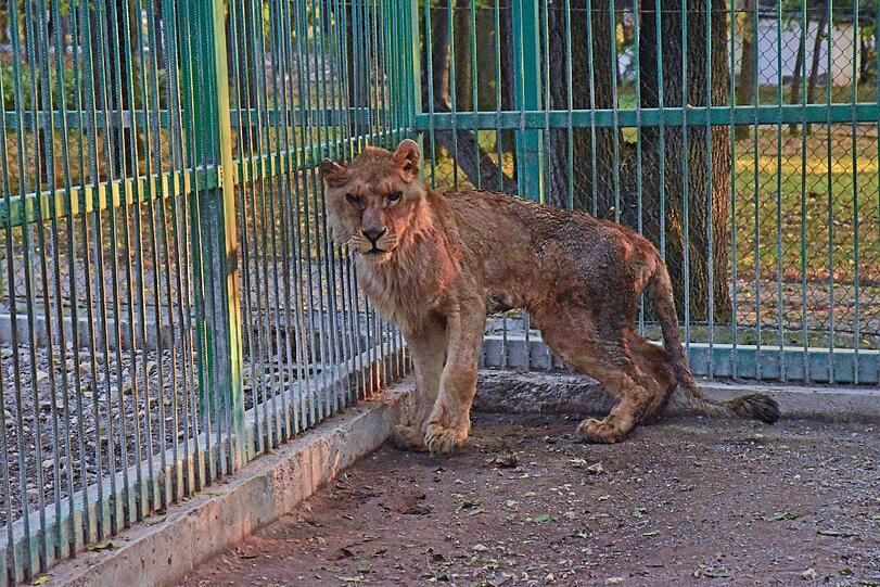 Diese Bilder machen betroffen: So sahen die Löwen im Zoo von Razgrad aus, als sie befreit wurden.