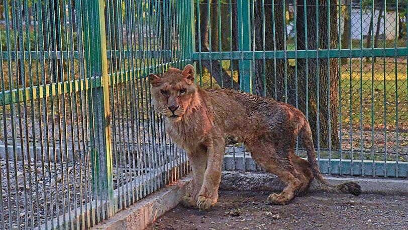 Diese Bilder machen betroffen: So sahen die Löwen im Zoo von Razgrad aus, als sie befreit wurden. Diese Bilder machen betroffen: So sahen die Löwen im Zoo von Razgrad aus, als sie befreit wurden.