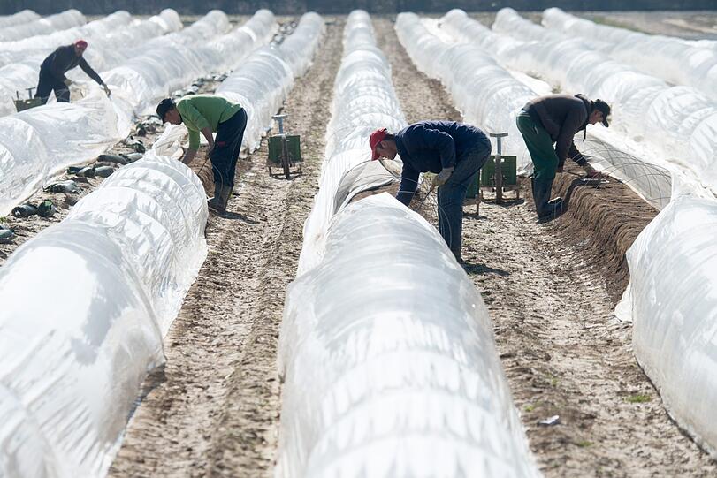 Erntehelfer stechen auf einem beheizten Feld Spargel. Wegen des zuletzt kühlen Wetters beginnt die Spargelsaison in diesem Jahr später.