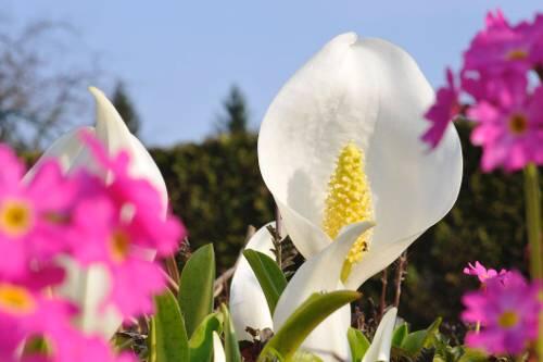 Hübsches Fotomotiv im Botanischen Garten: Die Ostasiatische Scheinkalle