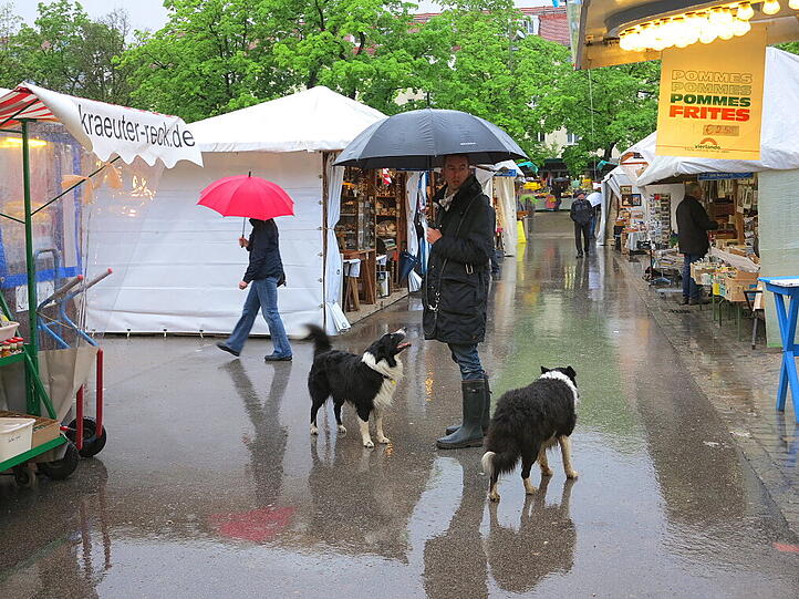 Gassigehen bei Hundewetter.
