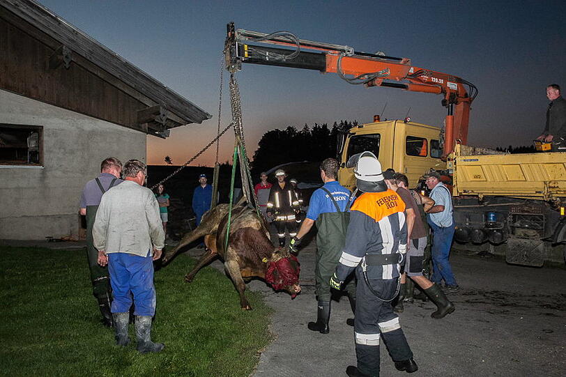 Bei Seeon-Seebruck ist eine Kuh in eine Güllegrube gestürzt und wurde mit Hilfe der Feuerwehr aus ihrer misslichen Lage befreit. Die Bilder...