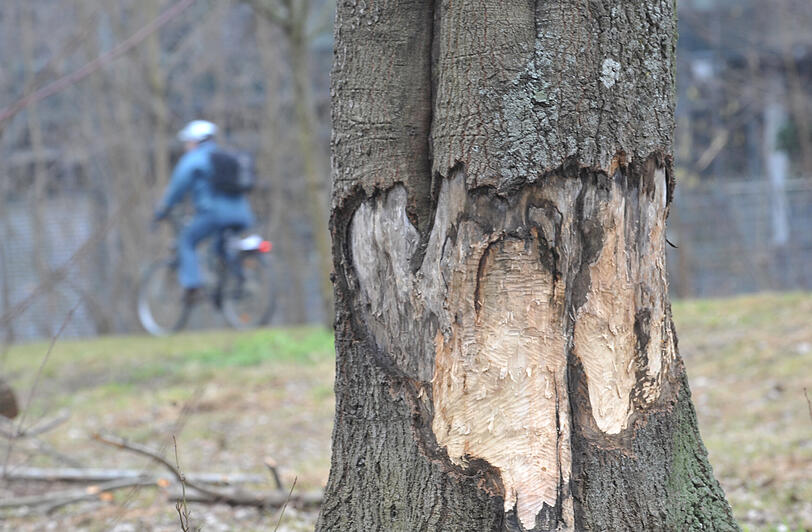 Die angenagten Bäume könnten Radlern und Fußgängern an der Wöhrder Wiese gefährlich werden.