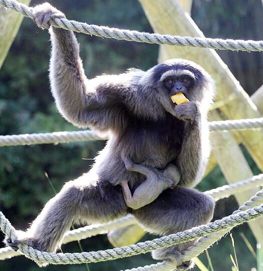 Silbergibbon-Mama Pangrango mit ihrem Baby