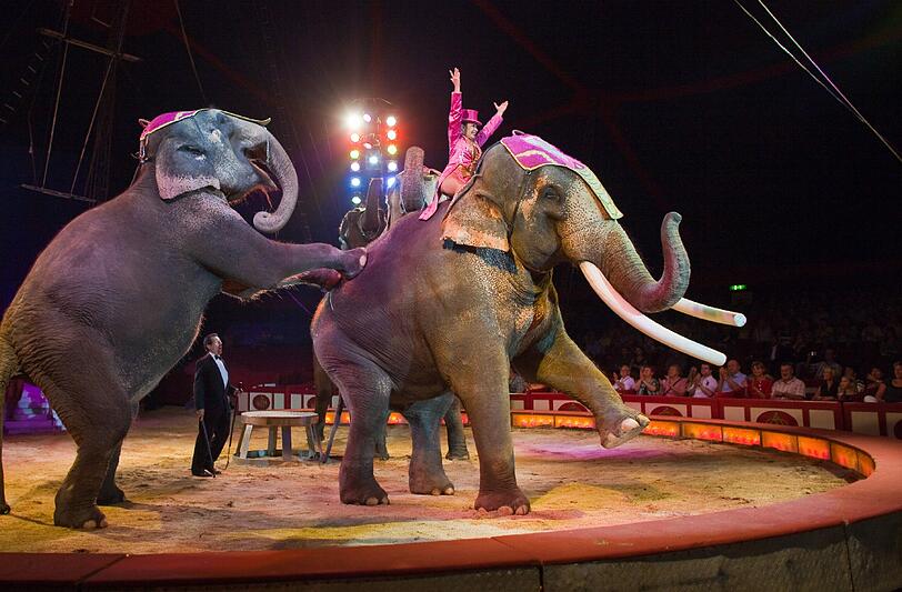 Eine Elefantendressur im Circus Krone während eines Gastspiels in Frankfurt. (Symbolbild)