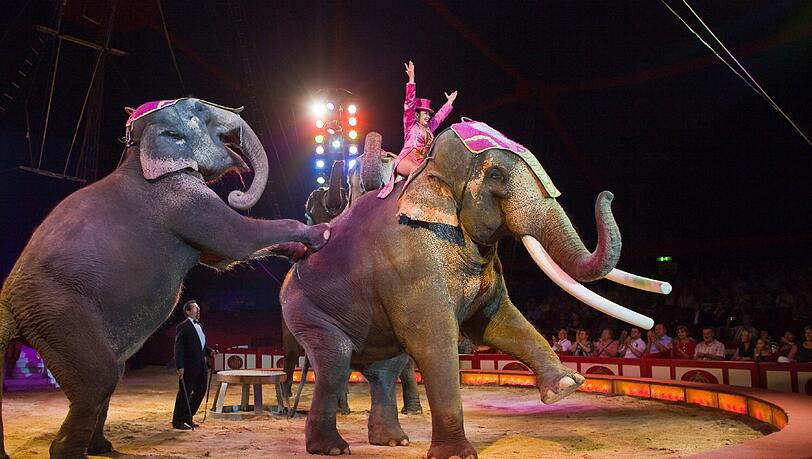 Eine Elefantendressur im Circus Krone während eines Gastspiels in Frankfurt. (Symbolbild) Eine Elefantendressur im Circus Krone während eines Gastspiels in Frankfurt. (Symbolbild)