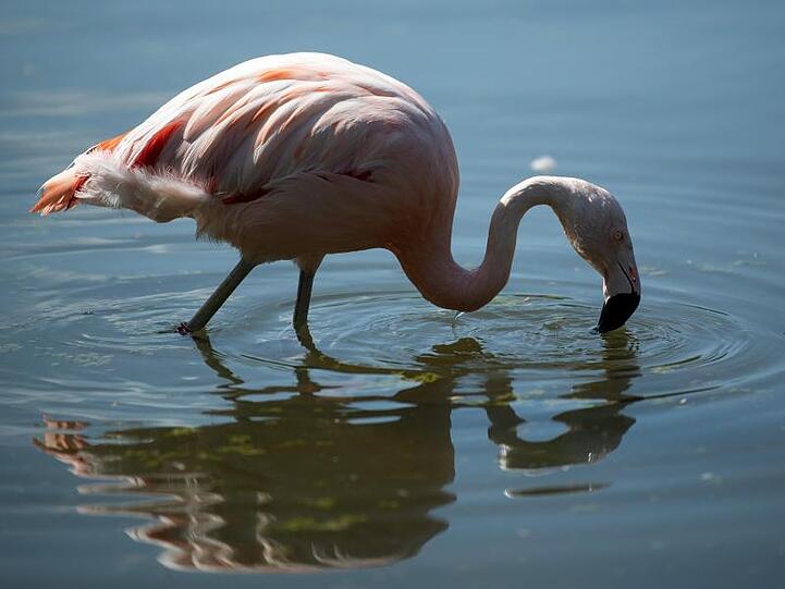 Ein Flamingo sucht in einem Becken nach Futter. Foto: Federico Gambarini/Archiv