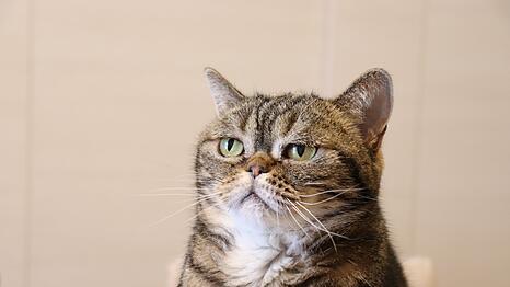 Wenn es darum geht, eine Situation treffend zu beschreiben, behilft sich die Menschheit rund um den Globus tierischer Redewendungen. Manchmal ist das gleiche Sprichwort in unterschiedlichen Sprachen gebr&auml;uchlich, wobei ein anderes Tier darin die Hauptrolle spielt. Das kann auch mal die Bedeutung ver&auml;ndern ...