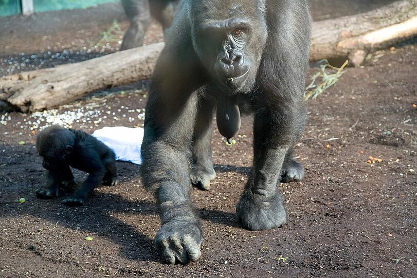 Weitere Bilder aus dem Gorilla-Gehege nach der Taufe.