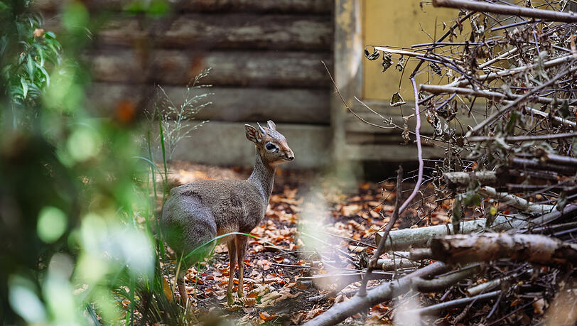 Kleine Antilope: Ein Kirk-Dikdik.