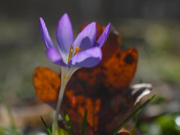 Ein Krokus blüht in einem Wald. Foto: Patrick Pleul/dpa-Zentralbild/ZB/Symbolbild