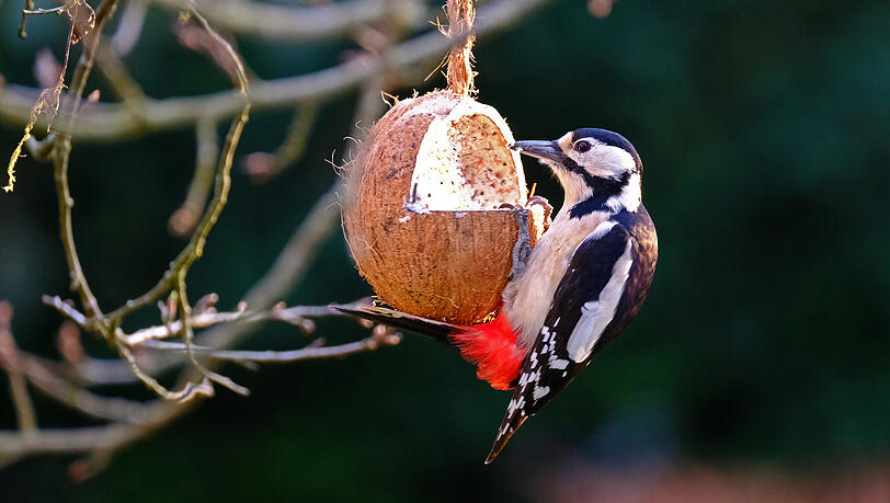 Auch Buntspechte lassen sich am Vogelhäuschen oder an aufgehängten Futterquellen blicken. Auch Buntspechte lassen sich am Vogelhäuschen oder an aufgehängten Futterquellen blicken.