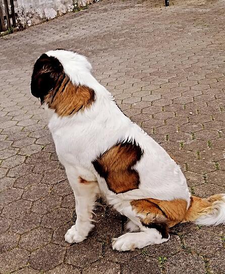 Bubi: Mein Bernhardiner hat ein Herz als Fellzeichnung. Mehr Herz geht fast nicht und sein Wesen ist genauso. Wenn er wen mag, ist es echt "umwerfend".