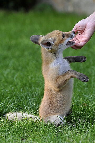 Der suße Fuchs-Welpe Pixi wächst mit Hunden auf.
