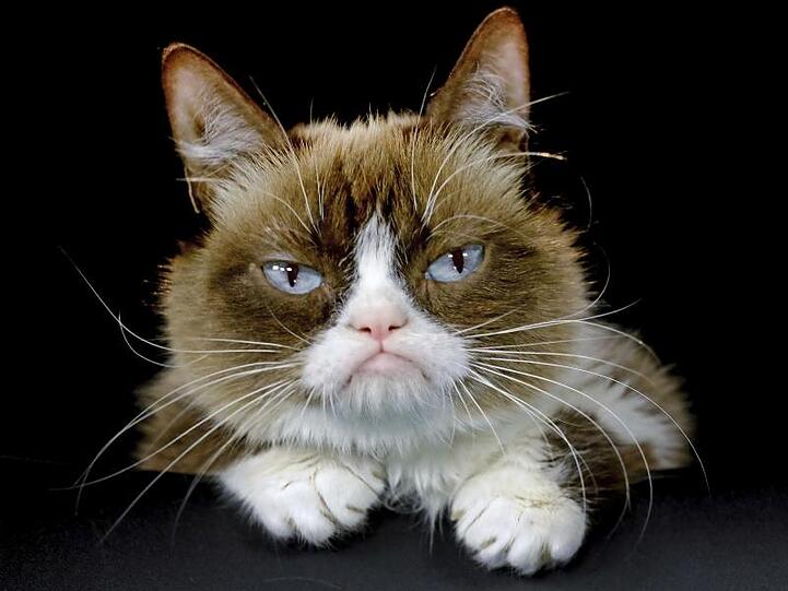 "Grumpy Cat" wurde durch ihr mürrisches Gesicht zur Internet-Sensation.