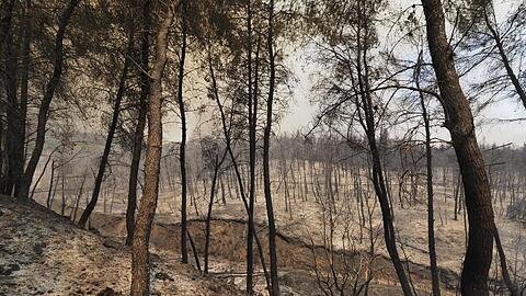 Ein verbrannter Wald in der Nähe des Dorfes Limni, etwa 160 Kilometer nördlich von Athen, auf der Insel Euböa.