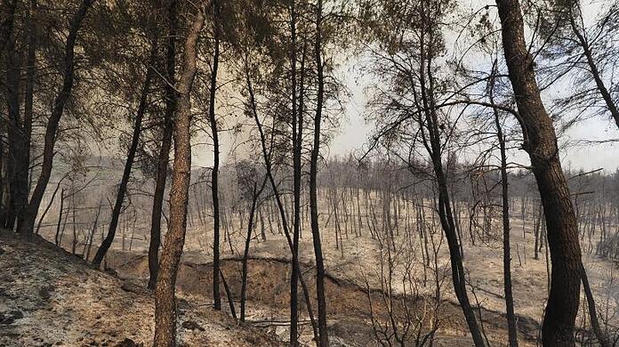 Ein verbrannter Wald in der N&auml;he des Dorfes Limni, etwa 160 Kilometer n&ouml;rdlich von Athen, auf der Insel Eub&ouml;a.