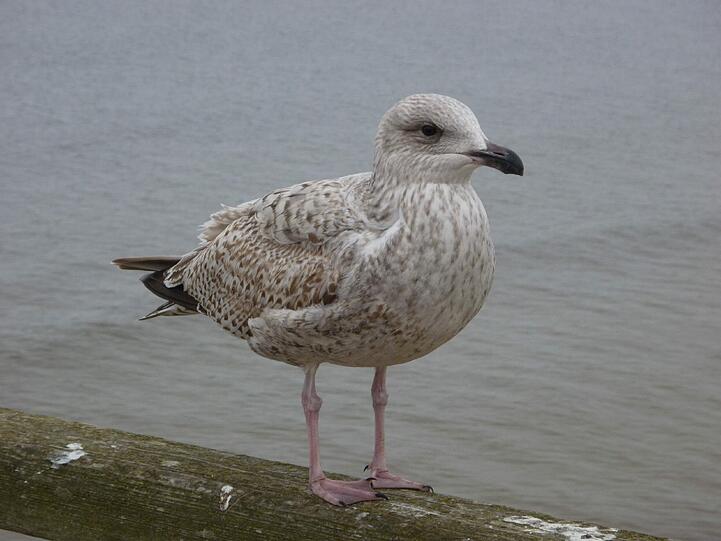 Das typische Ostsee-Feeling gibt es auf Usedom - Möwen inklusive