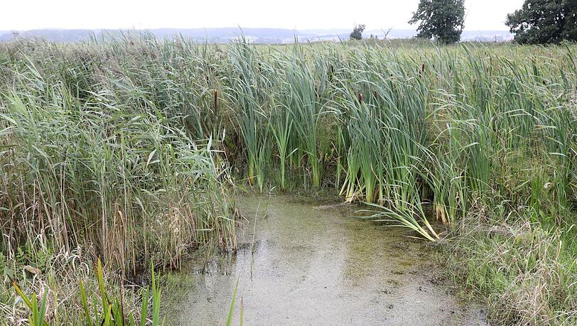 Bayerns Moore sollen wieder nässer werden. Auch sogenannte Paludikulturen, das heißt Pflanzen wie Schilf, lassen sich wirtschaftlich nutzen. Bayerns Moore sollen wieder nässer werden. Auch sogenannte Paludikulturen, das heißt Pflanzen wie Schilf, lassen sich wirtschaftlich nutzen.