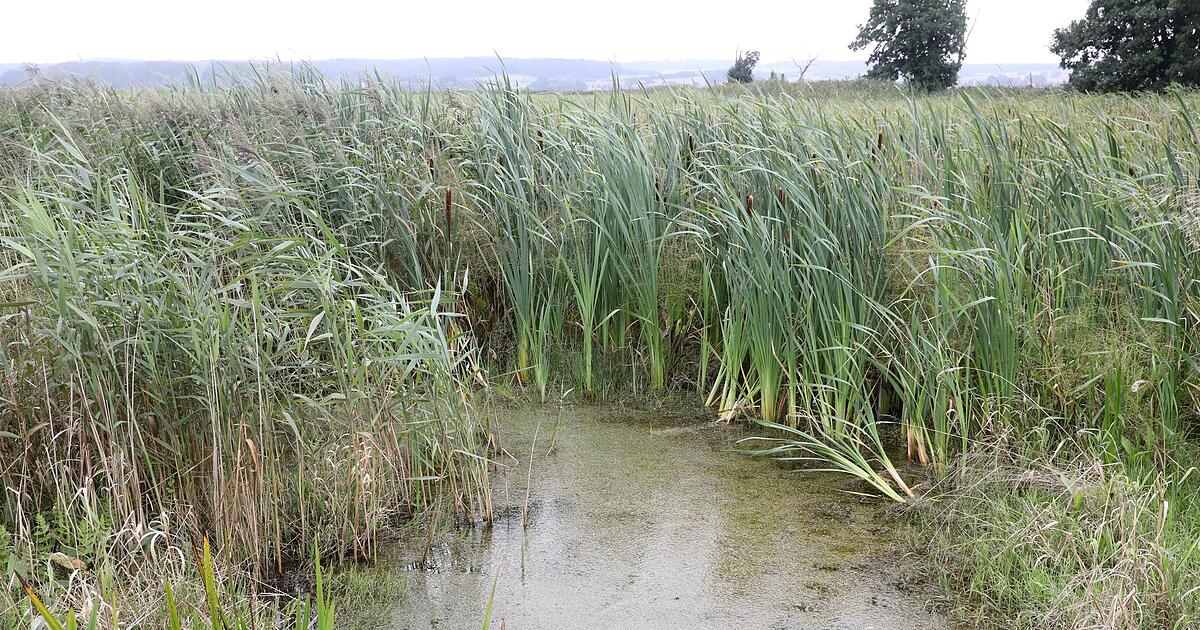 Experte-Landwirtschaft-auf-Mooren-ist-endlich