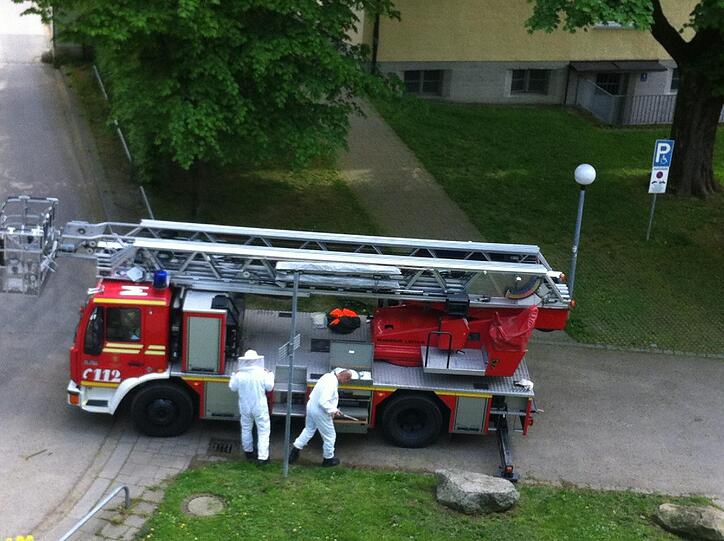 ... einen Schwarm Bienen. Die feiern ein Maifest mit ihrer neuen Königin.