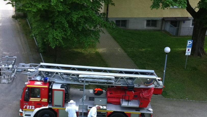 ... einen Schwarm Bienen. Die feiern ein Maifest mit ihrer neuen Königin. ... einen Schwarm Bienen. Die feiern ein Maifest mit ihrer neuen Königin.
