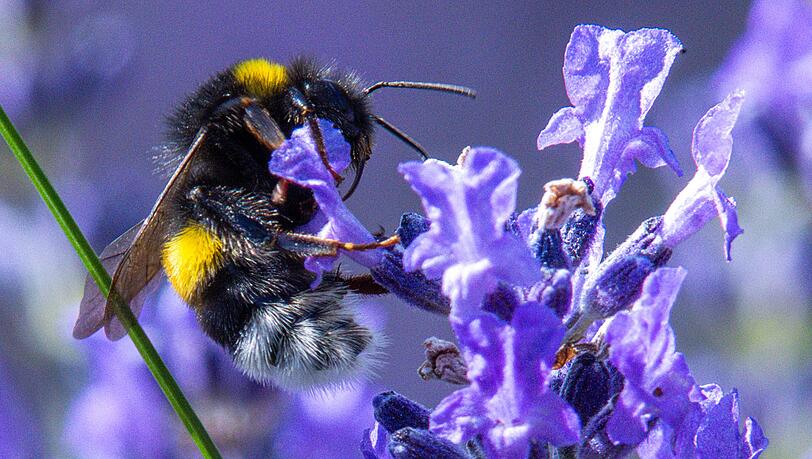 Wer mitmachen will, kann wieder Hummel-Bilder in einer App hochladen. (Symbolbild)