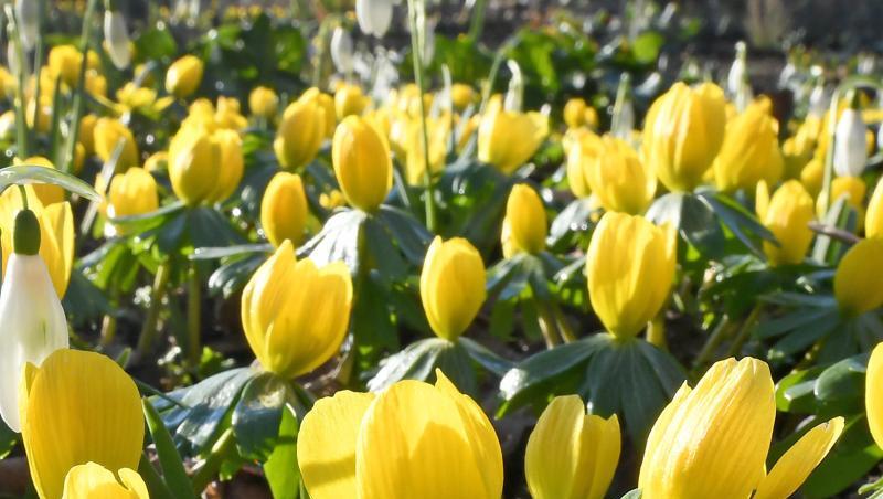 Winterlinge machen durch ihre strahlend gelbe Farbe nach dem tristen Winter besonders gute Laune. Winterlinge machen durch ihre strahlend gelbe Farbe nach dem tristen Winter besonders gute Laune.