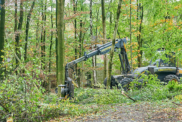 Auch anderswo &ndash; wie hier im Ruhrgebiet &ndash; werden erkrankte Eschen abgeholzt.